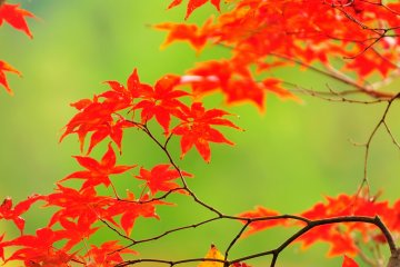 Autumn Foliage of Eikando, Kyoto: 2