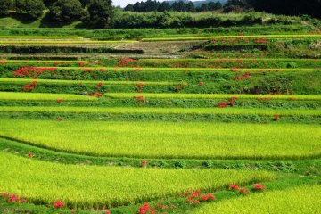 <p>Red cluster amaryllis in a rice paddy near Yamato&nbsp;Town in Kumamoto Prefecture</p>