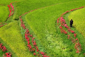 <p>Photographers flock to rural Kumamoto's rice paddies in autumn</p>
