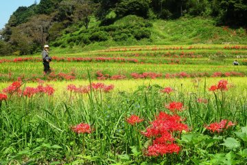 Kumamoto's Rice Paddies in Autumn