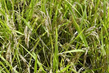 <p>A close-up of individual rice grains</p>