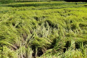 <p>Farmers drain the paddies at the start of the harvest, causing the rice to "fall over"&nbsp;</p>