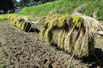 <p>Rice stalks are cut, bundled and hung to dry</p>