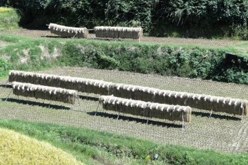 <p>Rice dries in a field near Yamato Town</p>