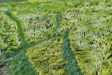 <p>Rice paddies ready for harvest near Yamato Town</p>