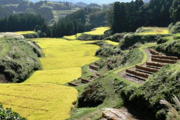 <p>The paddies in Kumamoto turn golden in the autumn</p>