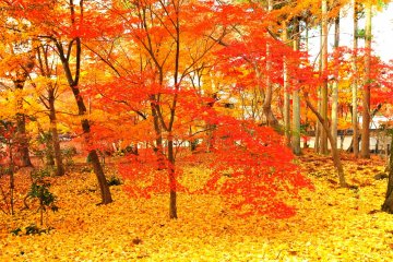 Daun Musim Gugur di Eikando, Kyoto: 3