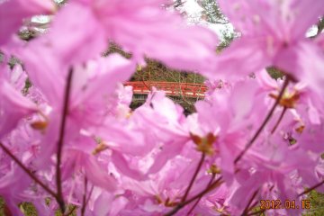 Red bridge Yuushien park Shimane