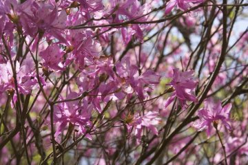 <p>Beautiful colors in the Spring Time!</p>
