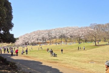 Yokohama's Negishi Forest Park