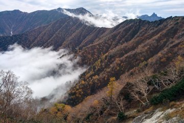 Autumn foliage