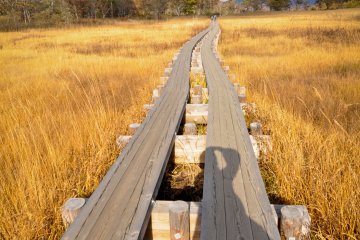 The yellowish grass at Ozegahara Marshland