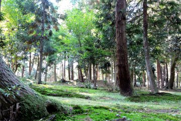 <p>Taicho-ji Temple in Fukui stands in a green forest</p>