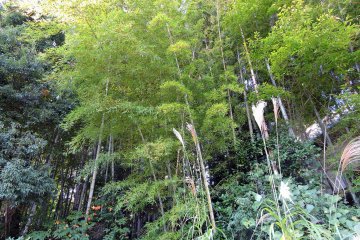 <p>Beautiful bamboo leaves and silver grass at Taicho-ji Temple</p>