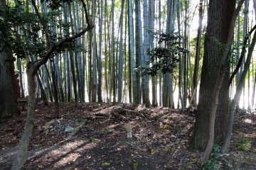 <p>Look around and you'll find yourself in a deep bamboo grove</p>