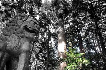 <p>Guardian dog in this cedar tree forest</p>