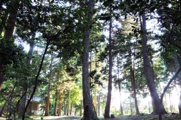 <p>Taicho-ji Temple grounds under the setting sun</p>