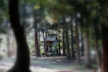 <p>Looking at the small Hakusan Shrine through cedar trees</p>