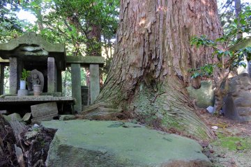 <p>This stone surface is covered with green moss</p>