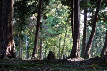 <p>I wonder if the child Taicho wasn't afraid of being alone in this silent woods when meditating?</p>