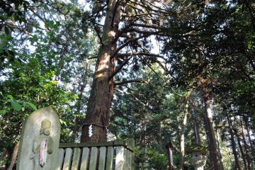 <p>It's said that this tall cedar tree has been here since the time when Taicho used to meditate on this stone in the 7th century</p>