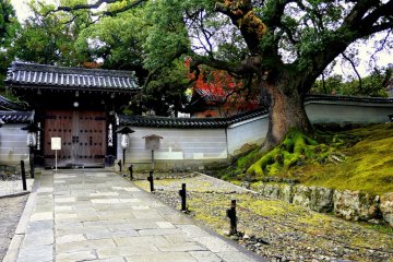 <p>A glimpse of red maple leaves in Shoren-in's garden</p>