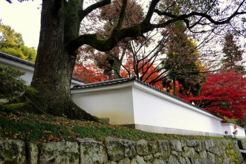 <p>Red maple leaves glow behind the wall</p>