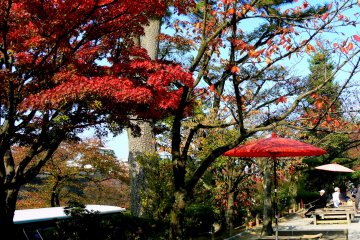 <p>Red umbrella harmonizes with red maple leaves</p>