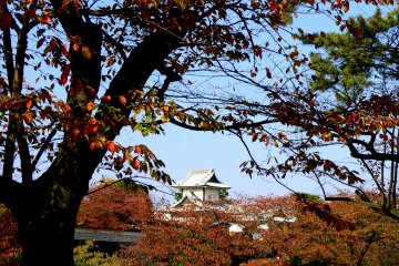 <p>Orange sakura leaves</p>