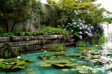 <p>Real water lilies in the Monet courtyard &nbsp;</p>