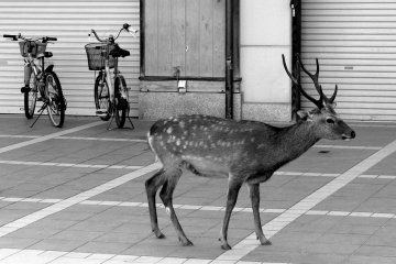 <p>Handlebars</p>