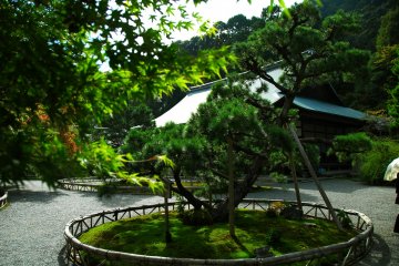 <p>'Nokiba-no Matsu (Pine Tree Along the Eaves)' planted in front of the Main Hall. Here, you'll find a wooden post on which a poem of Fujiwara-no Teika is written</p>