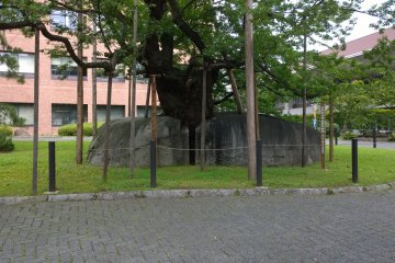 <p>The rock splitting cherry tree, dates back over 400 years, now a national treasure</p>