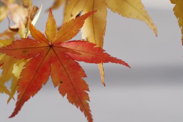 <p>Autumn is really beautiful here in the highlands</p>