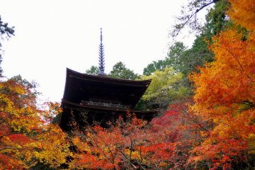 Pagoda and Main Hall at Kongorinji