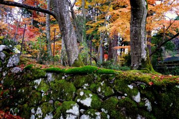 Moss, stones and fallen maple leaves