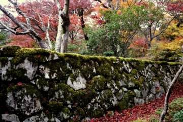 A border of red maple leaves runs along the foot of the wall