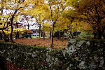 There are yellow maple trees too