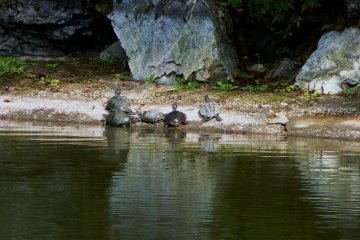 <p>Turtles sunning themselves on the banks of the pond</p>