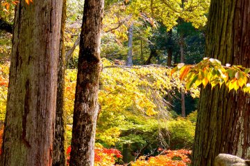 <p>Sunlit autumn leaves</p>