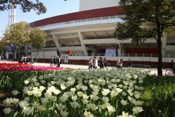 Colorful tulips grace the park and stadium grounds in May.