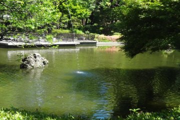 The lovely Japanese garden is colored with pink azaleas in June.