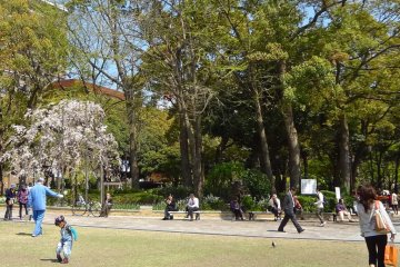 The park during cherry blossom season.