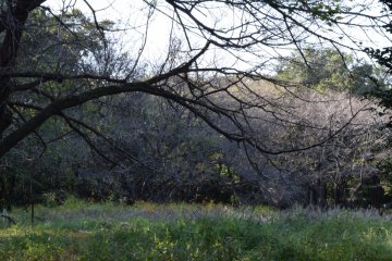 <p>A tangle of branches over a field of lavender</p>