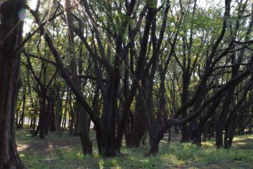 <p>The afternoon sun peeking from behind the trees</p>