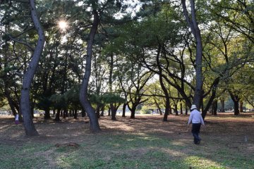 <p>An old lady walking under the lush canopy</p>