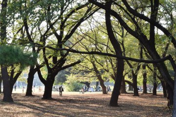 <p>A labyrinth of branches, twigs, and trunks</p>