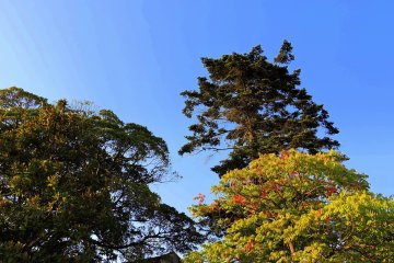 <p>Tall trees reaching high up to the sky</p>