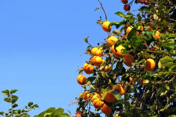 <p>Wild persimmon ready to be harvested</p>