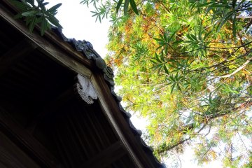 <p>Green and yellow leaves and the shrine roof</p>